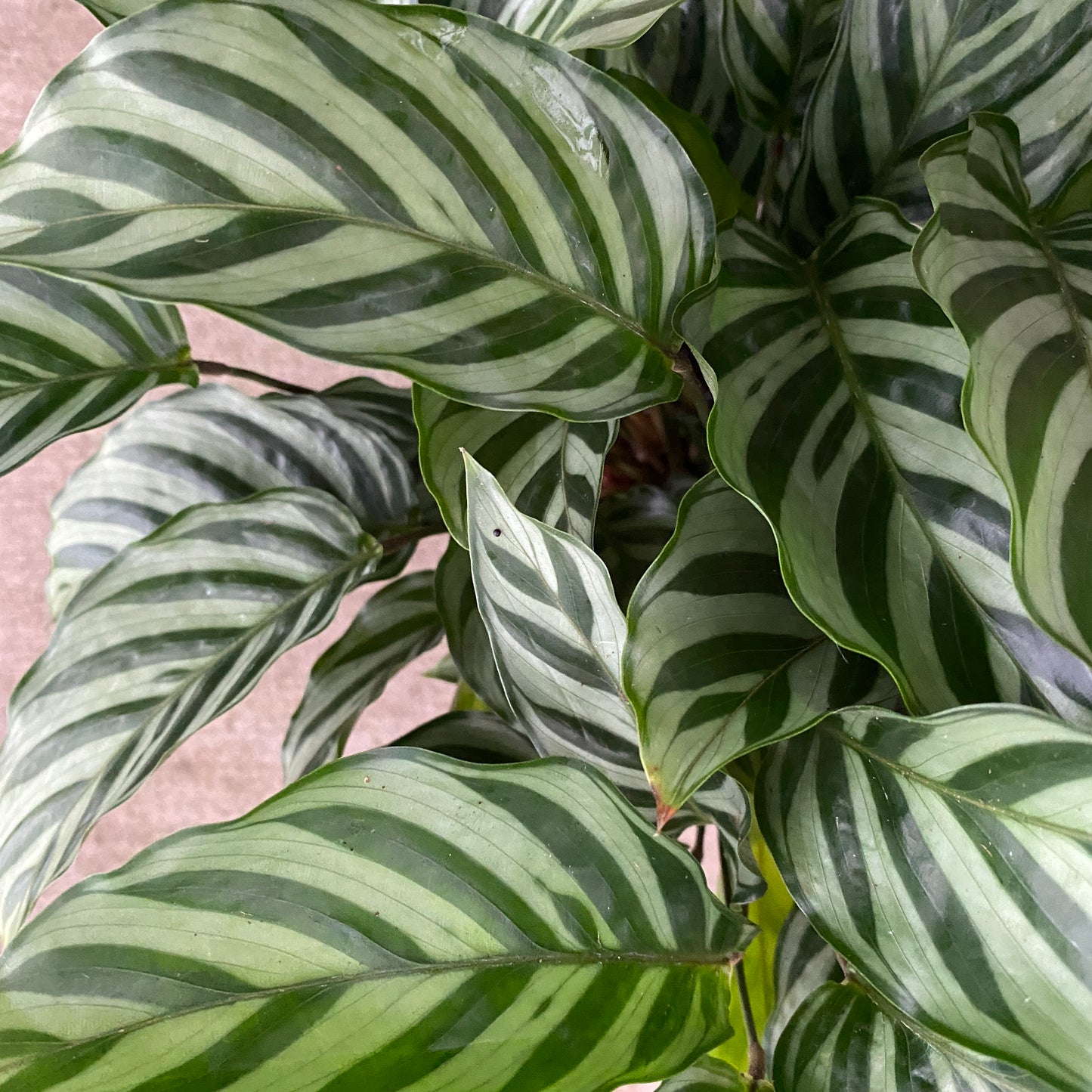 6" calathea freddie