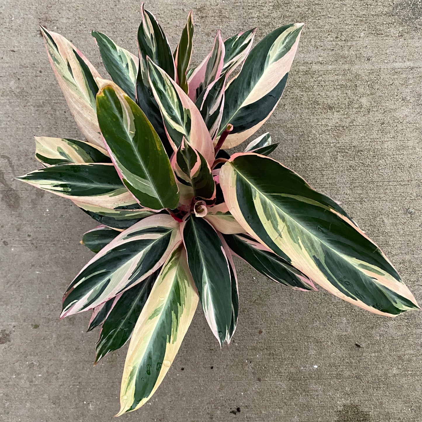 6" stromanthe trio star