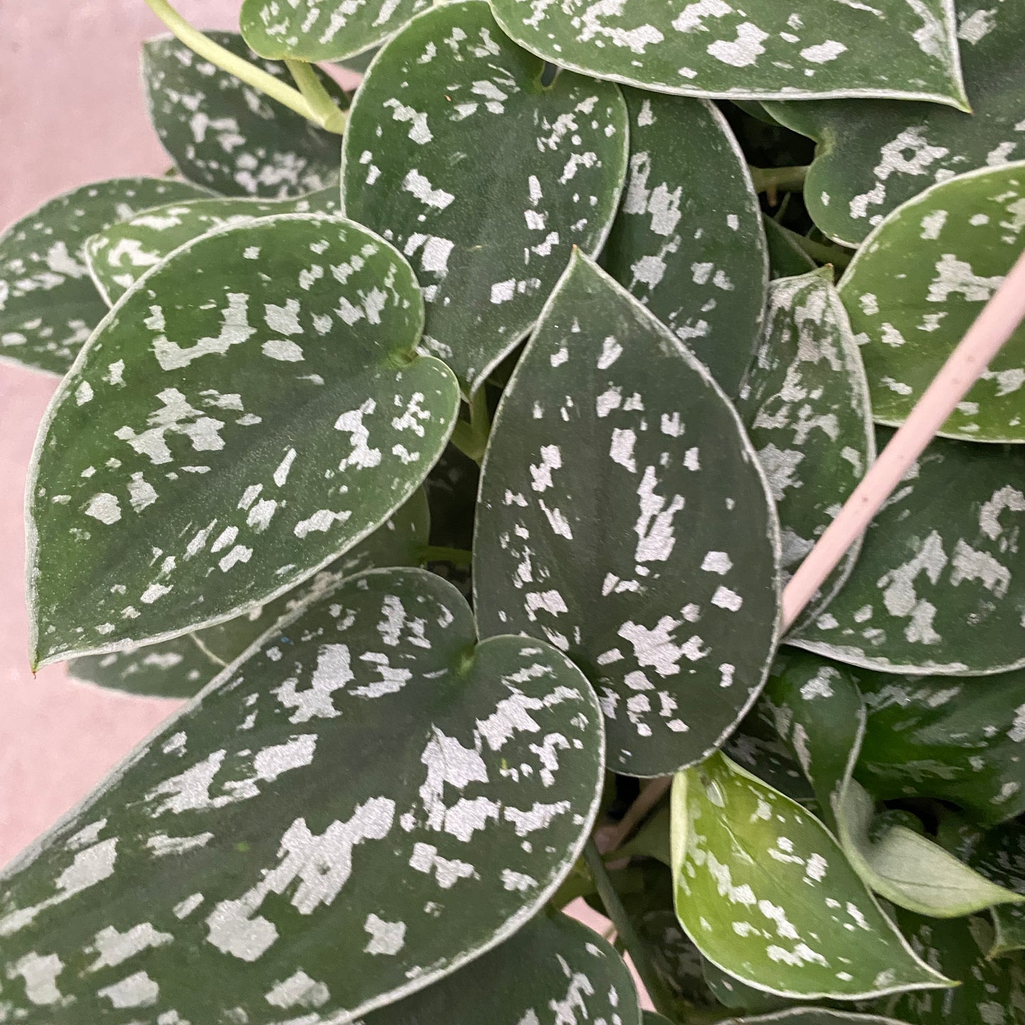 8" scindapsus silver ann