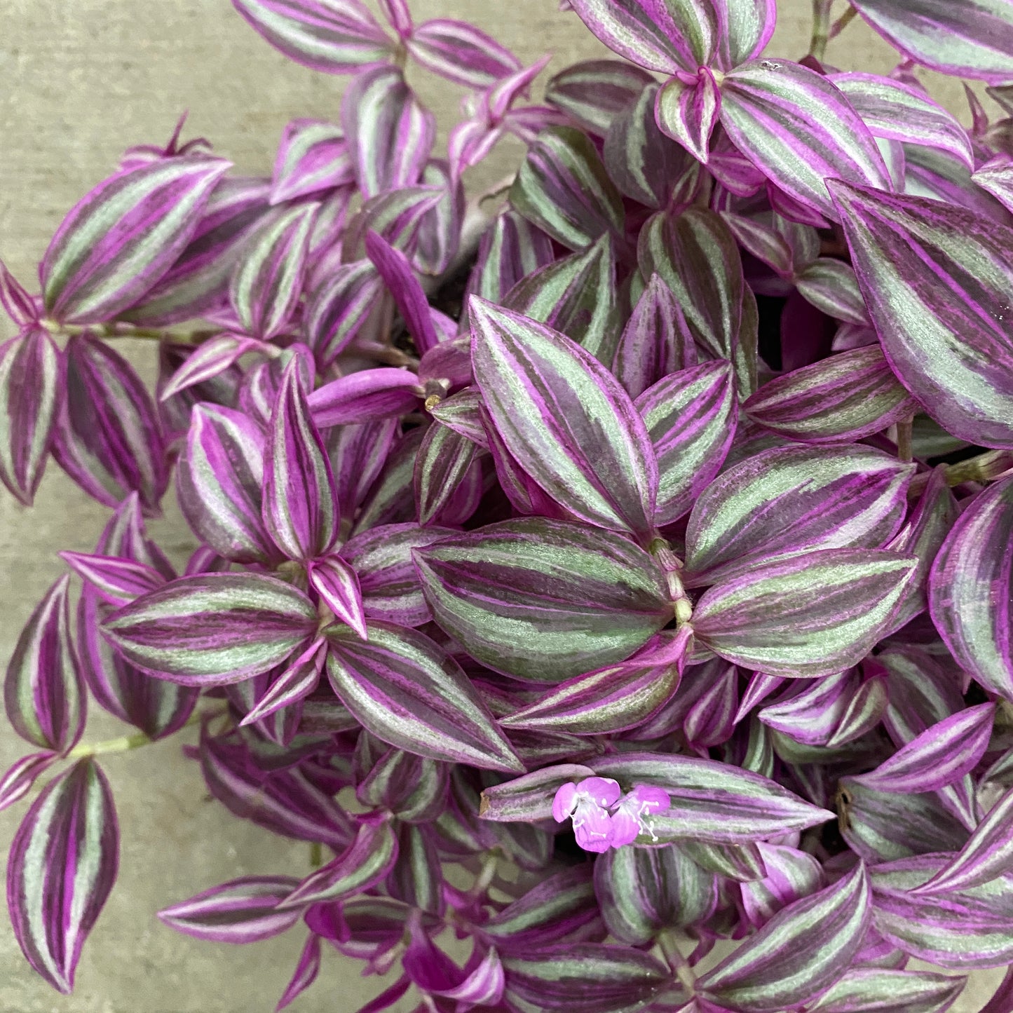 6" tradescantia pink paradise