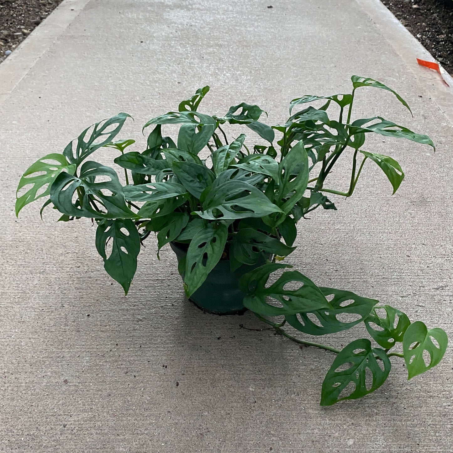 6" philo swiss cheese