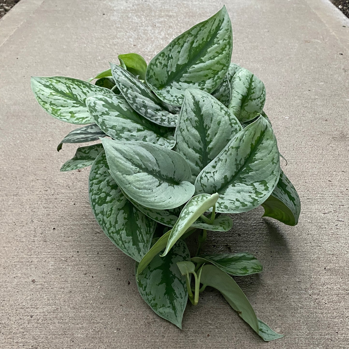 6" scindapsus silver satin