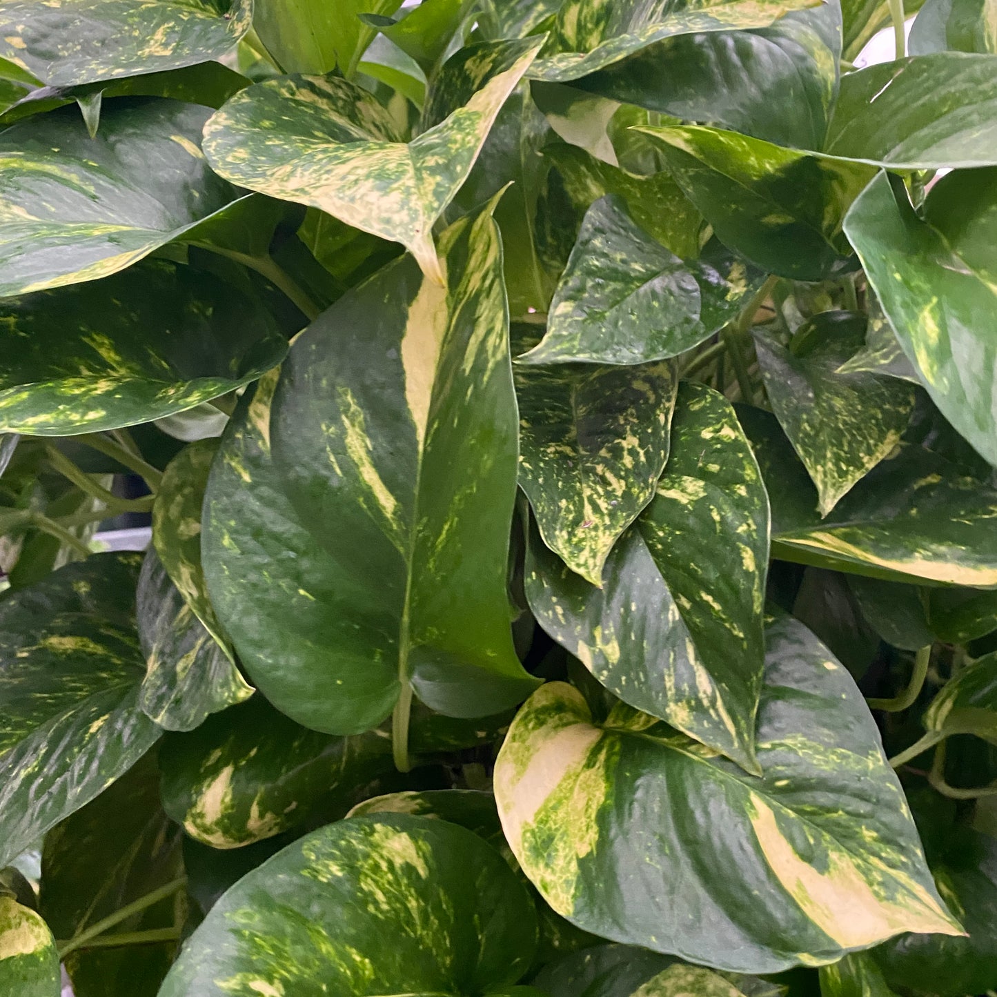 10' pothos gold