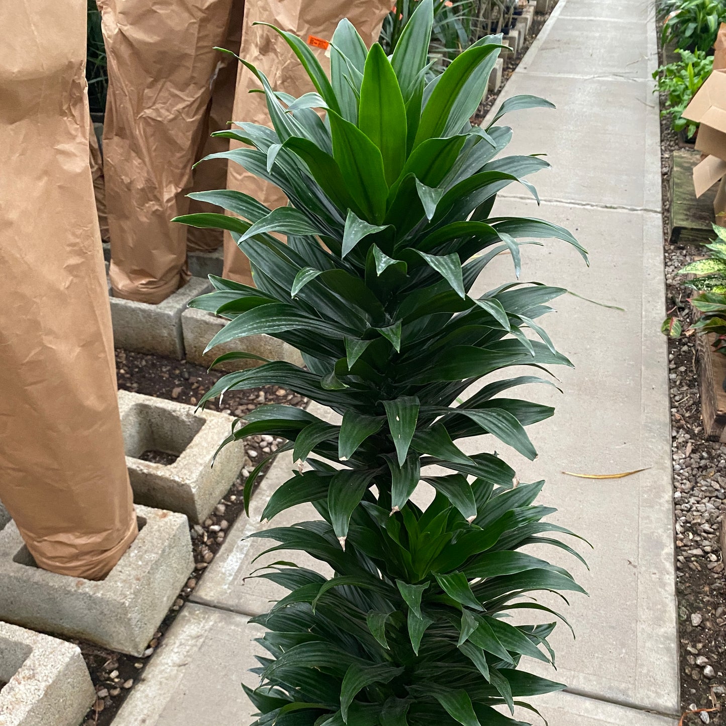 10" drac janet craig compacta cane