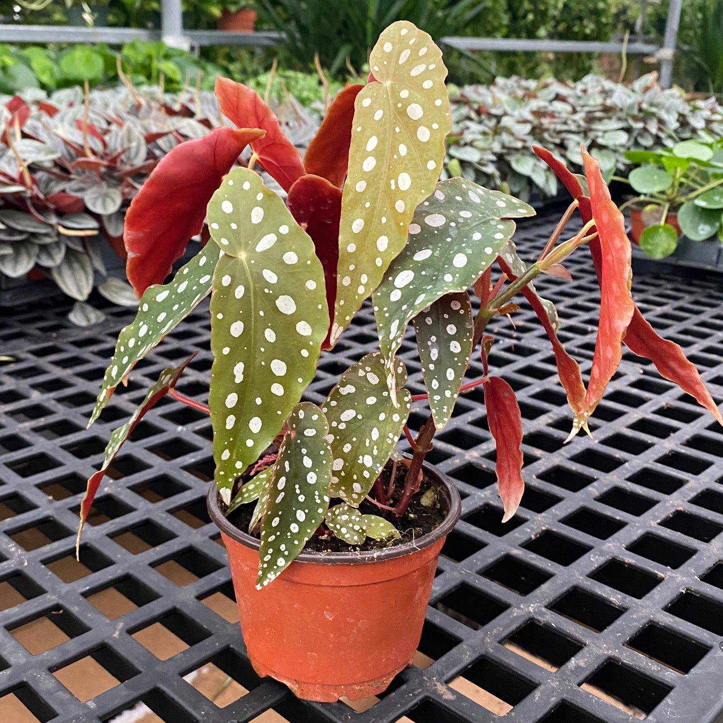 4" begonia maculata