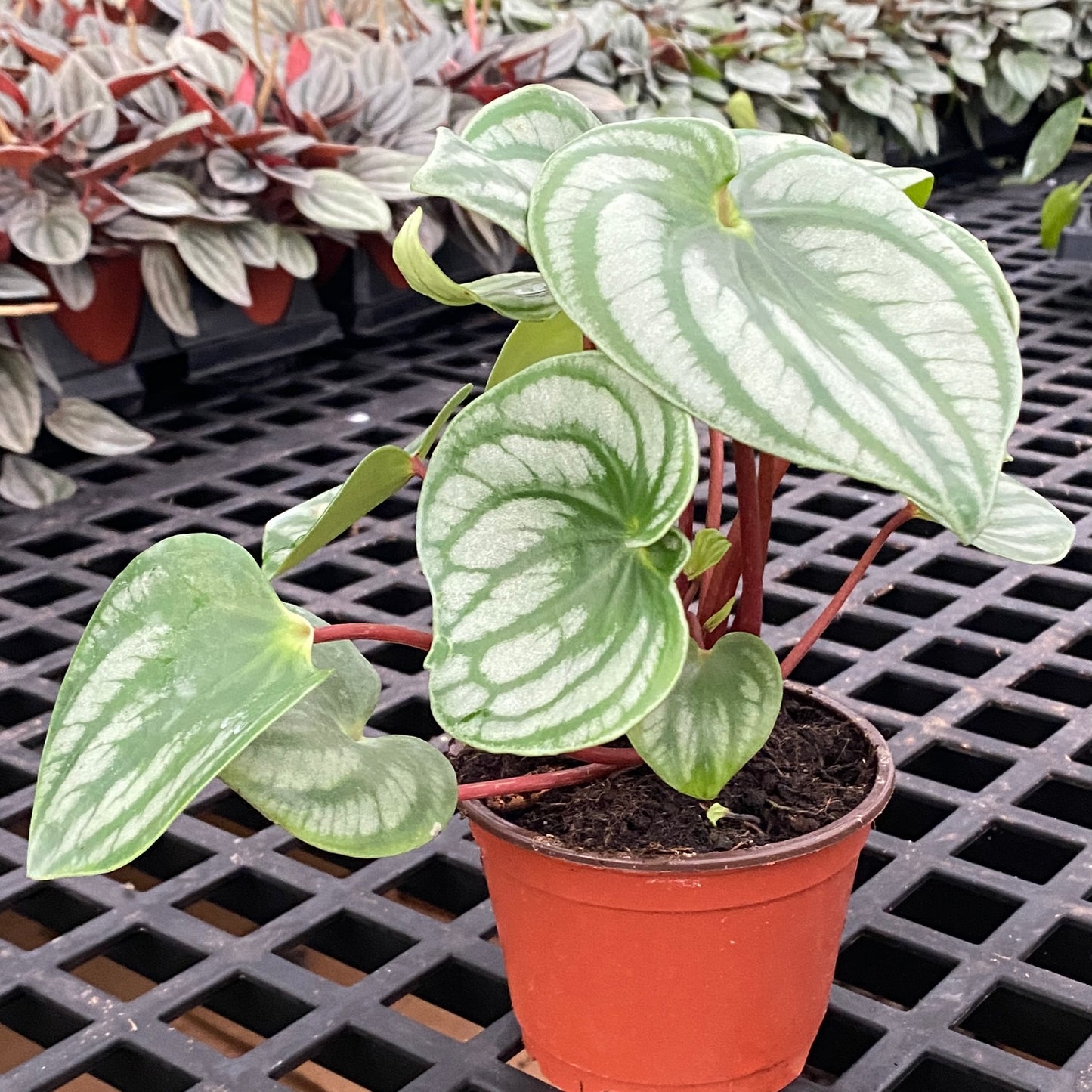 4" peperomia watermelon