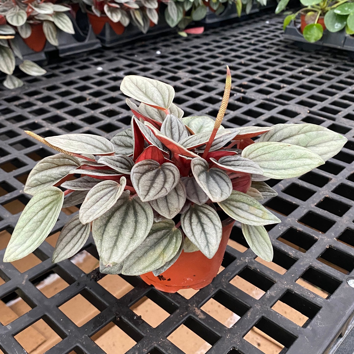 4" peperomia santorini