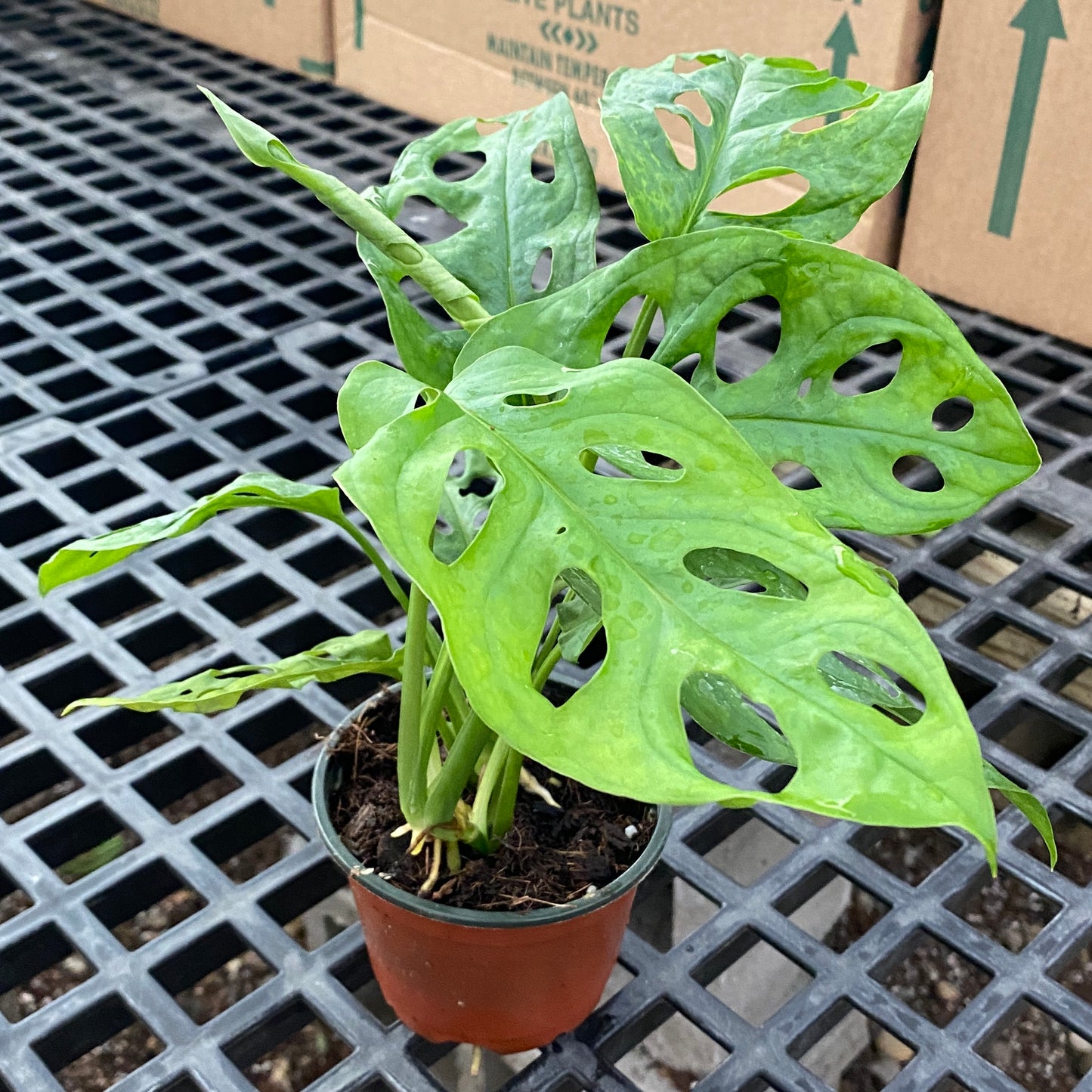 4" philo swiss cheese