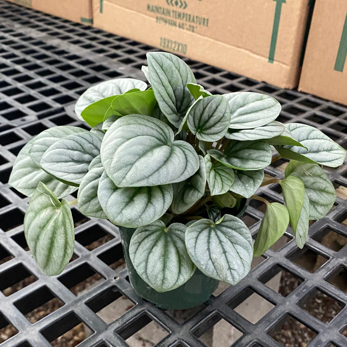4" peperomia frost