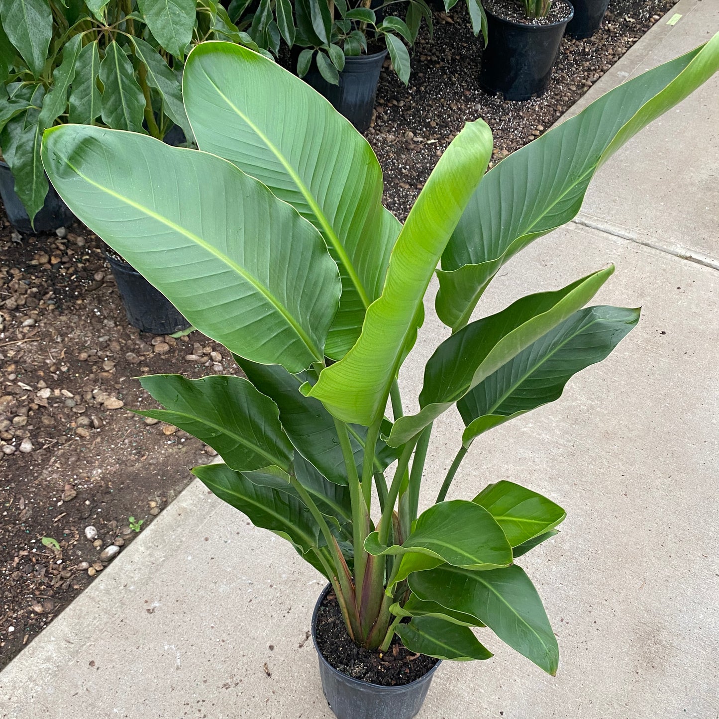 10" bird of paradise