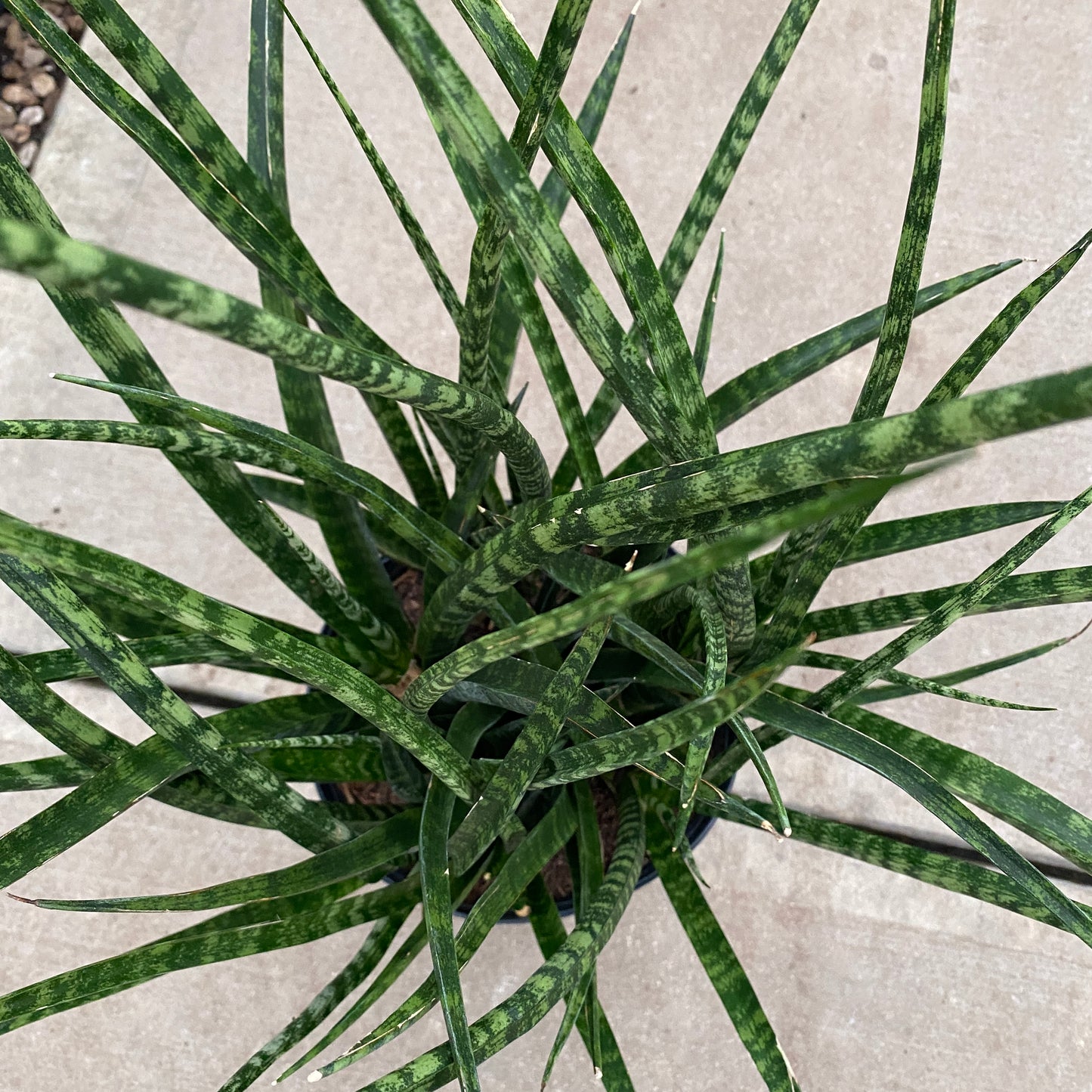 10" sans fernwood mikado