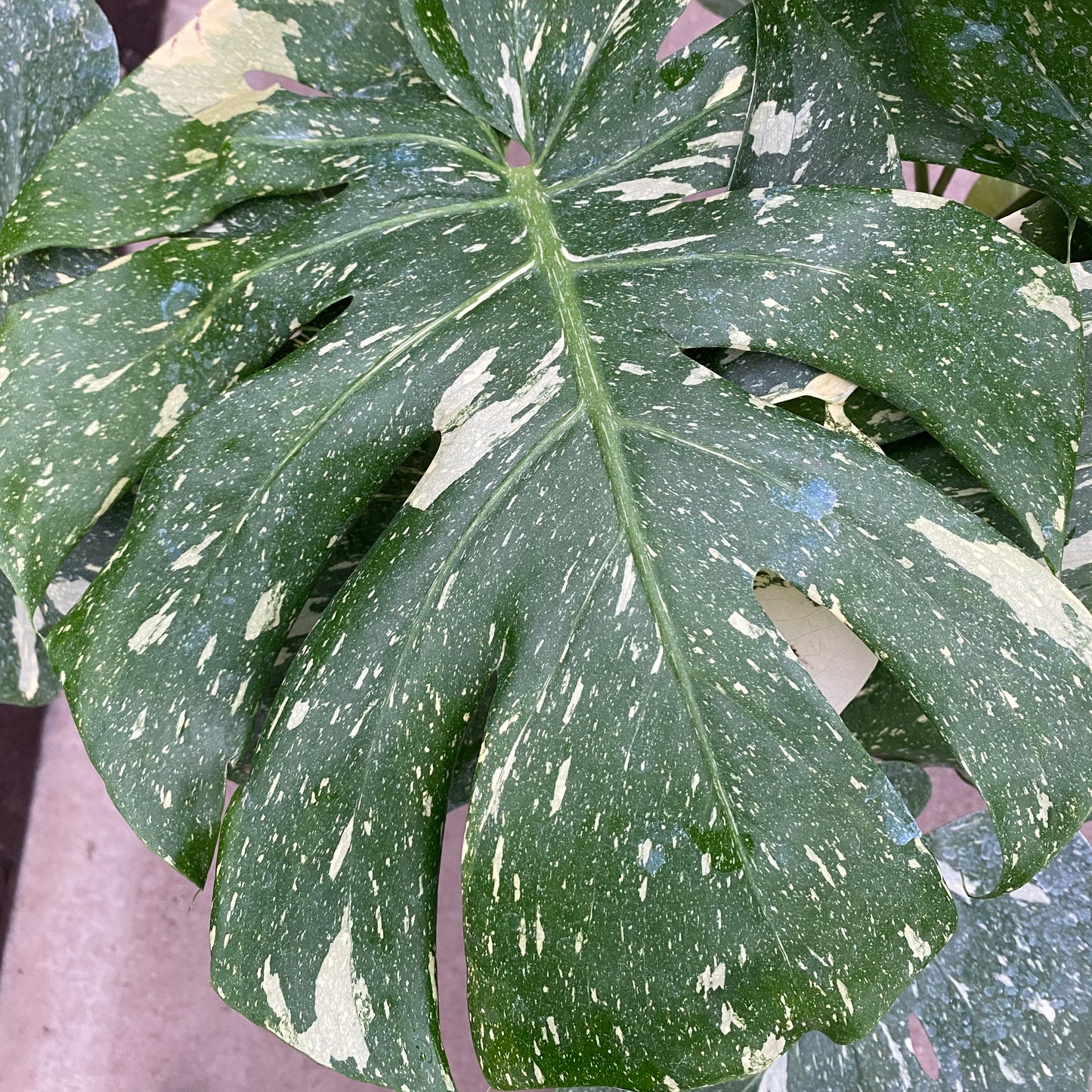 8" philo thai constellation