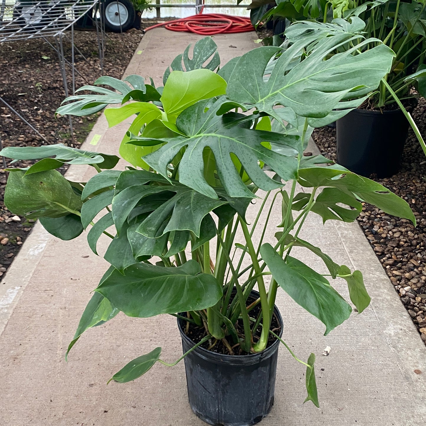 10" philo monstera