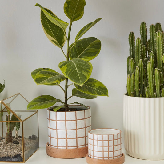 7" grid lines planter