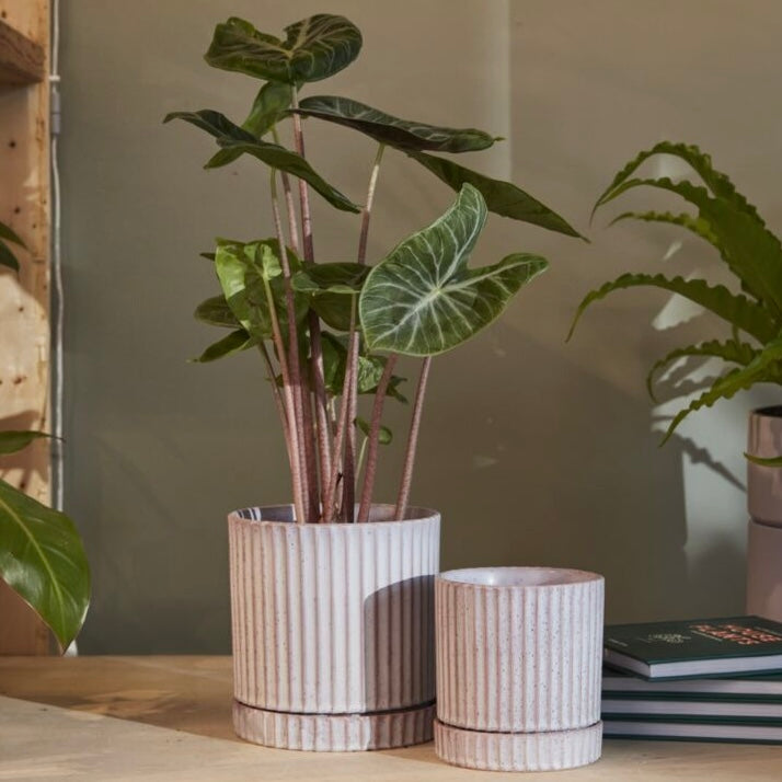 7" los feliz planter