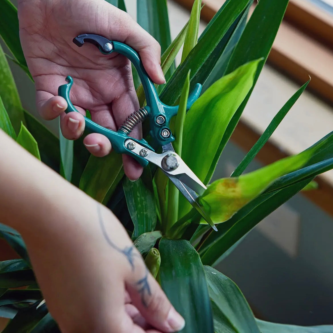 ocean houseplant shears
