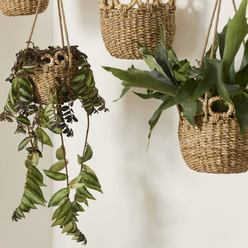 8" verse hanging basket