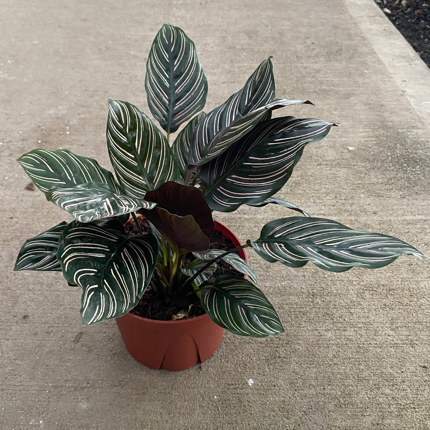 6" calathea ornata
