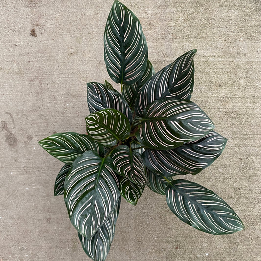 6" calathea ornata