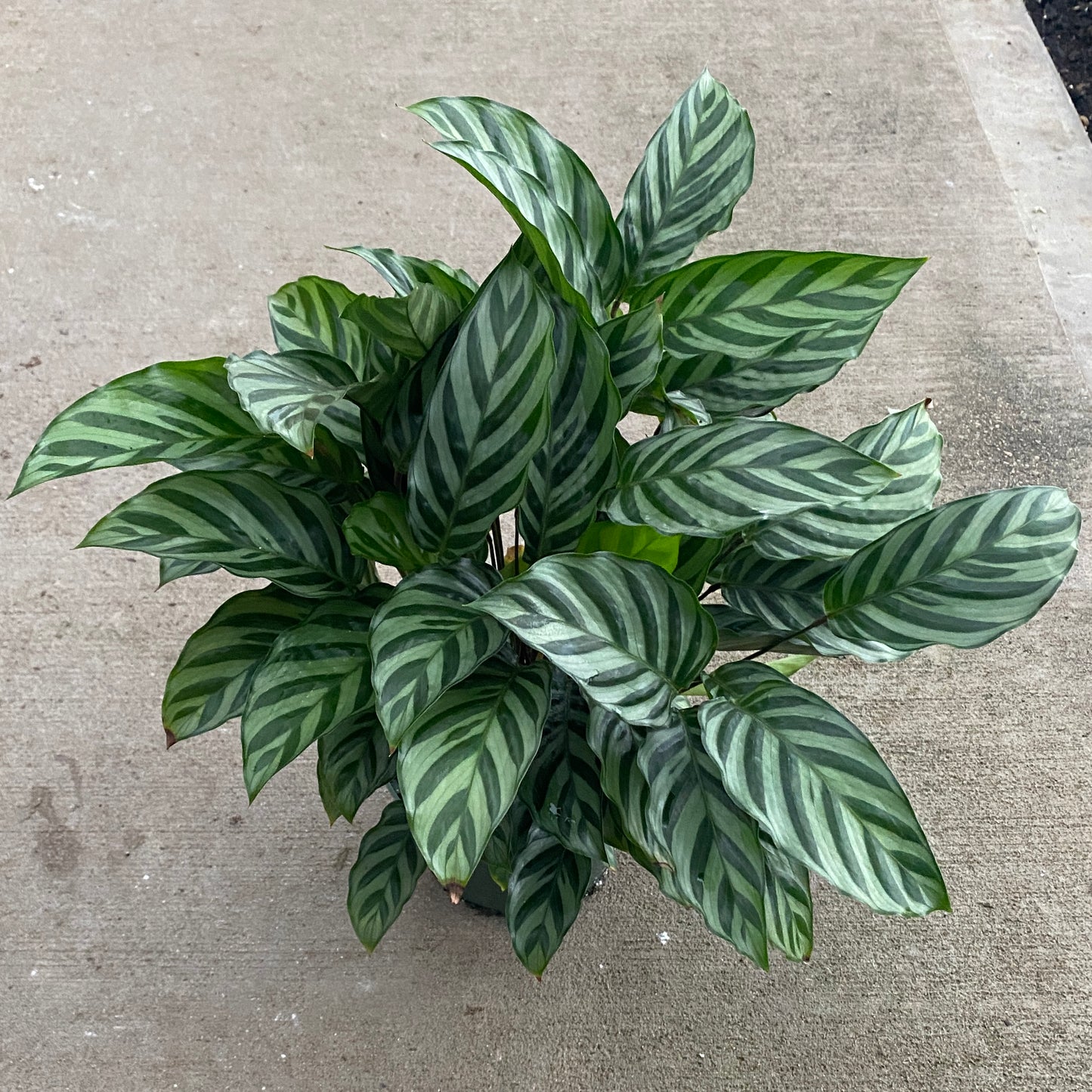 6" calathea freddie