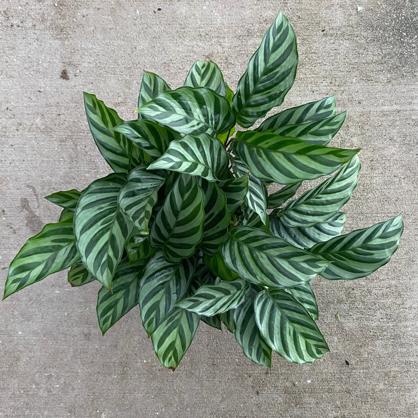 6" calathea freddie