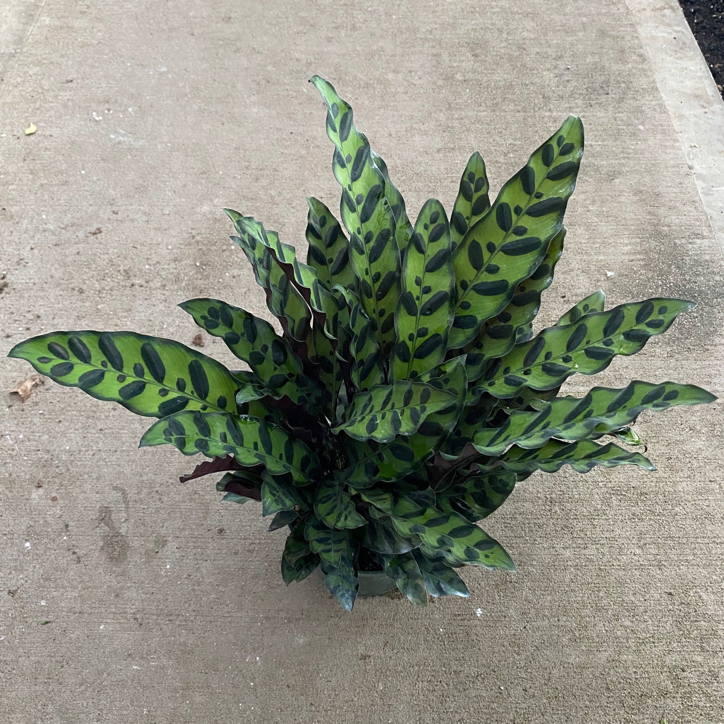 6" calathea lancifolia