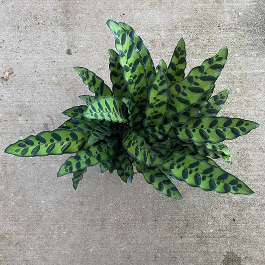 6" calathea lancifolia