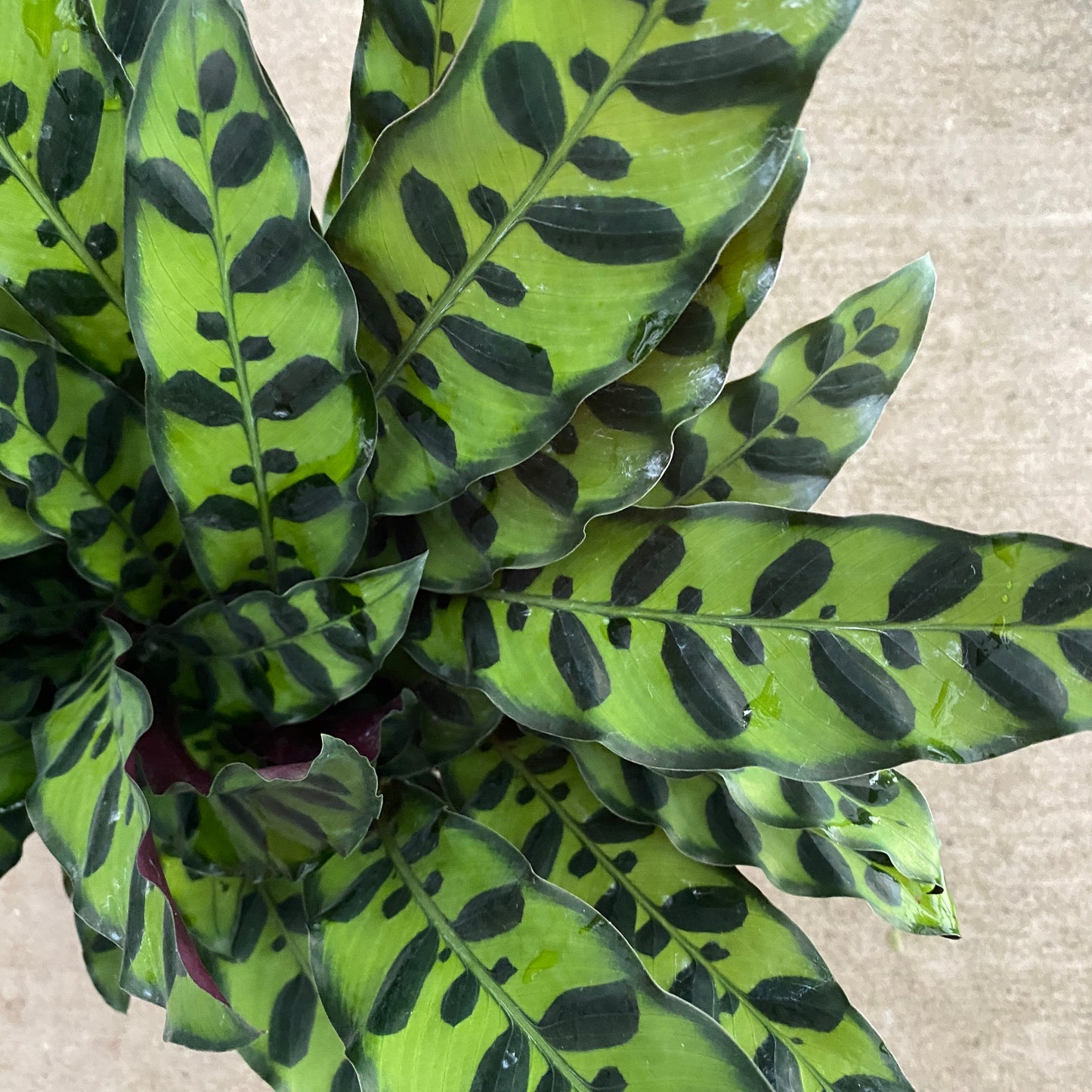 6" calathea lancifolia