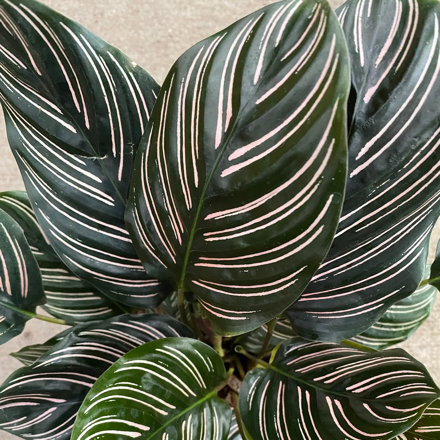 6" calathea ornata