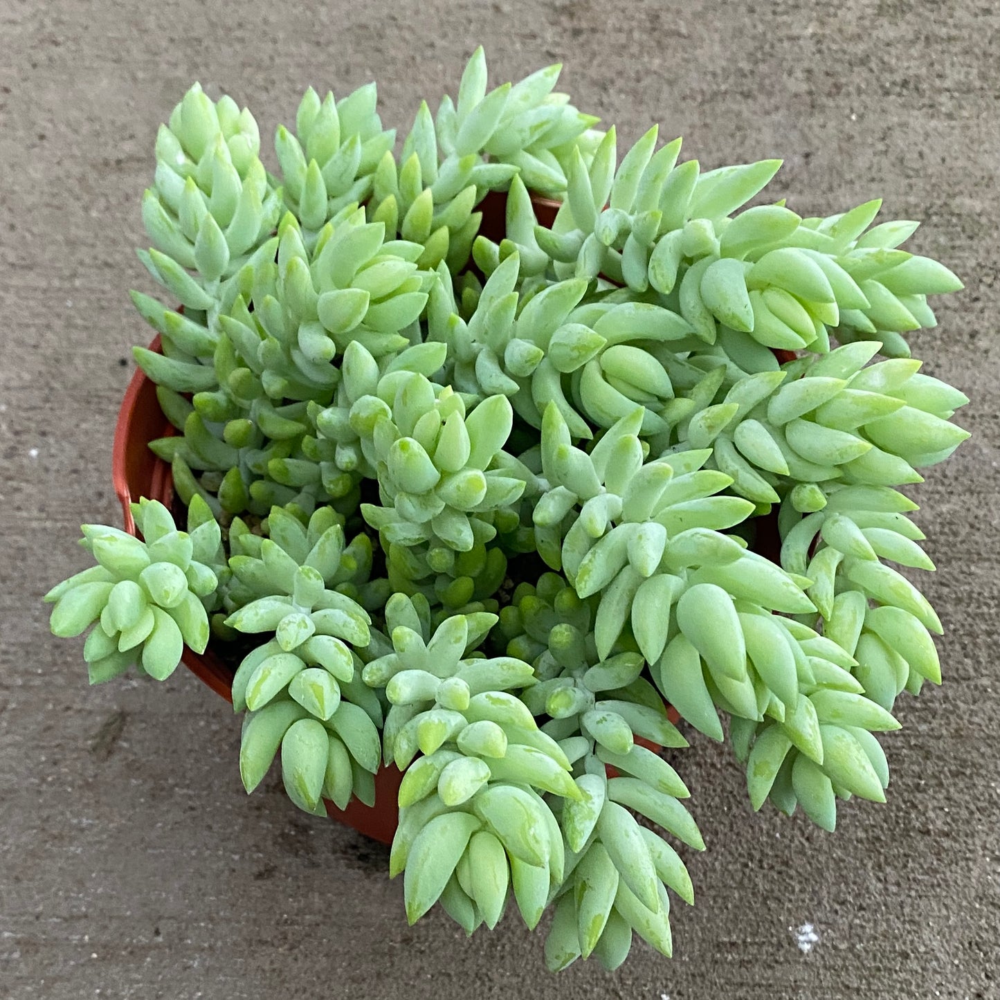 6" burro tail