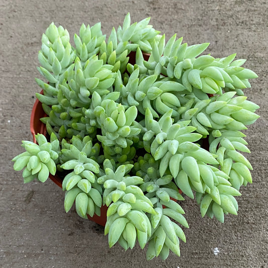 6" burro tail