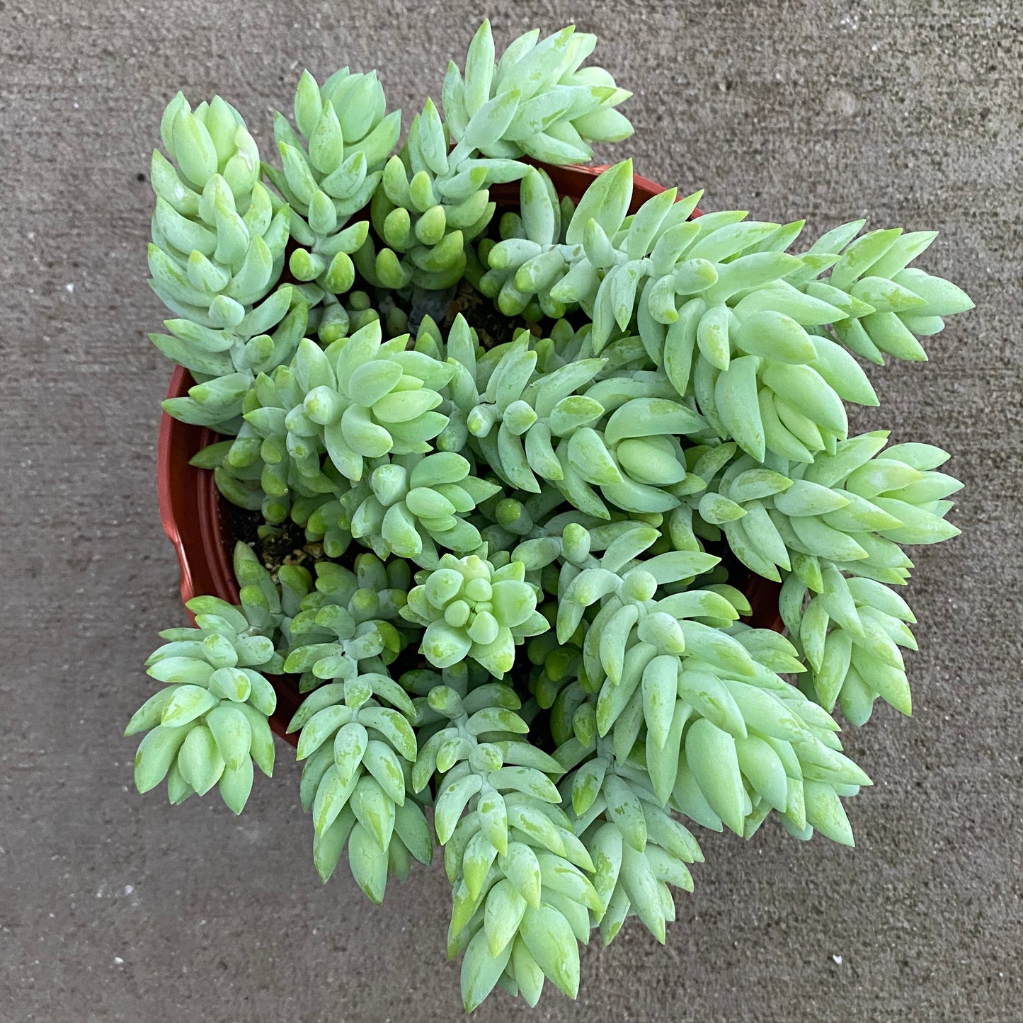 6" burro tail