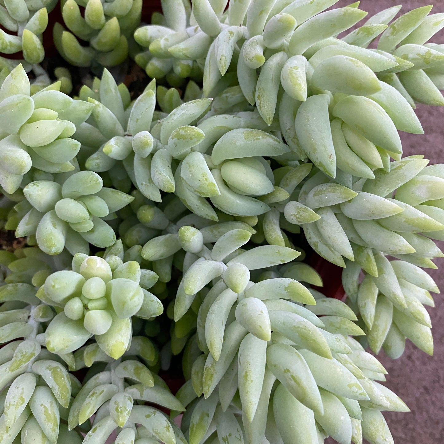 6" burro tail