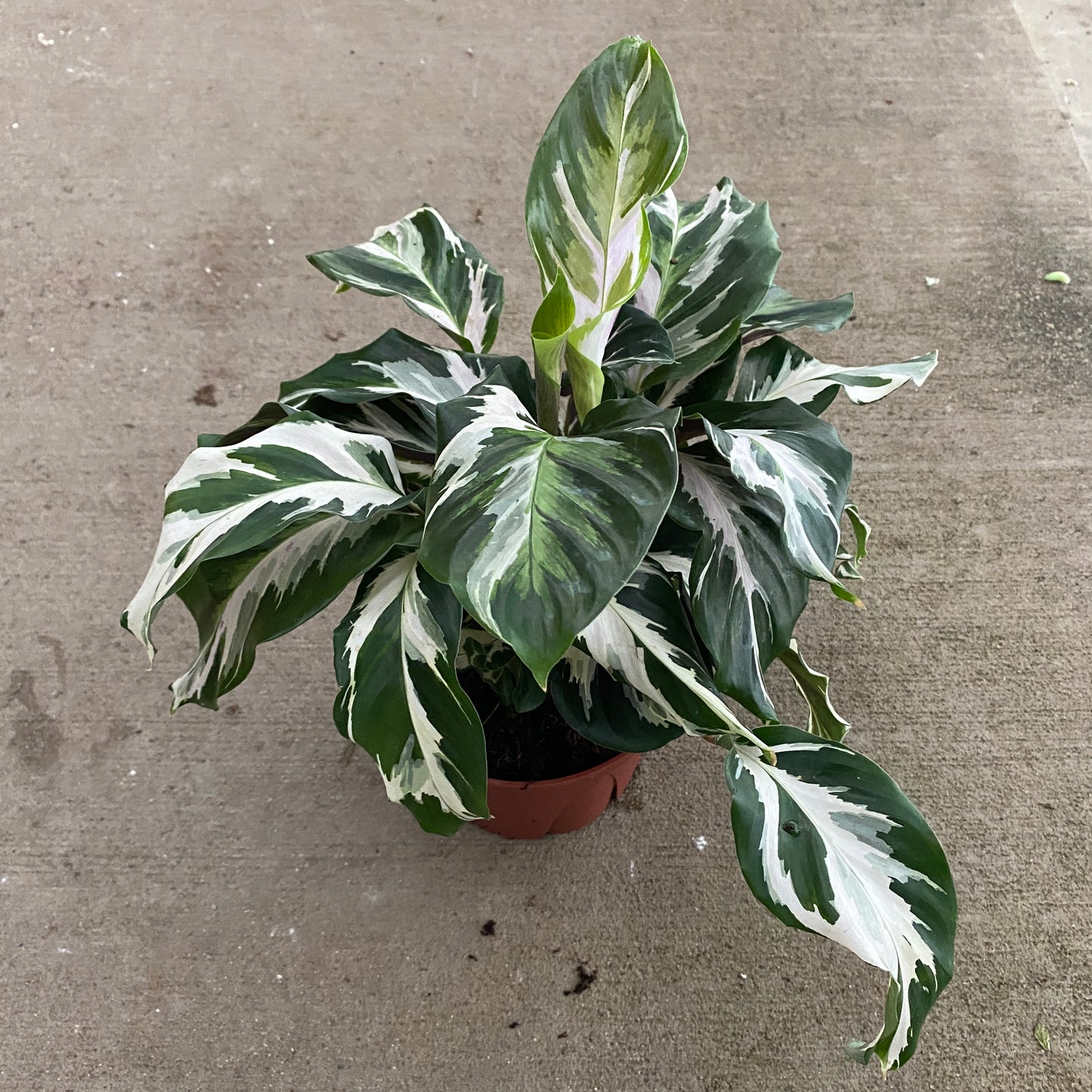 6" calathea stella