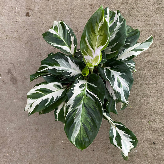 6" calathea stella