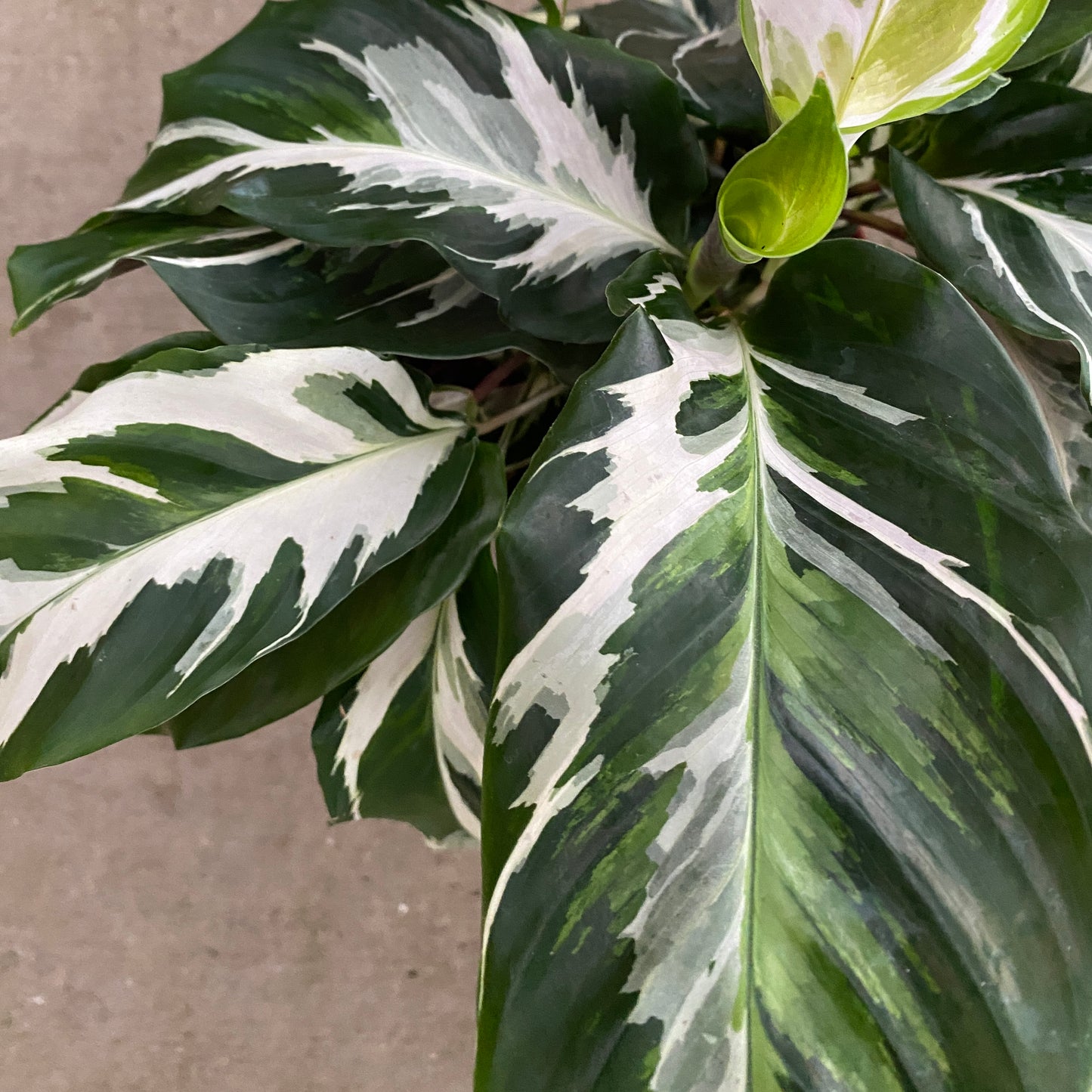 6" calathea stella