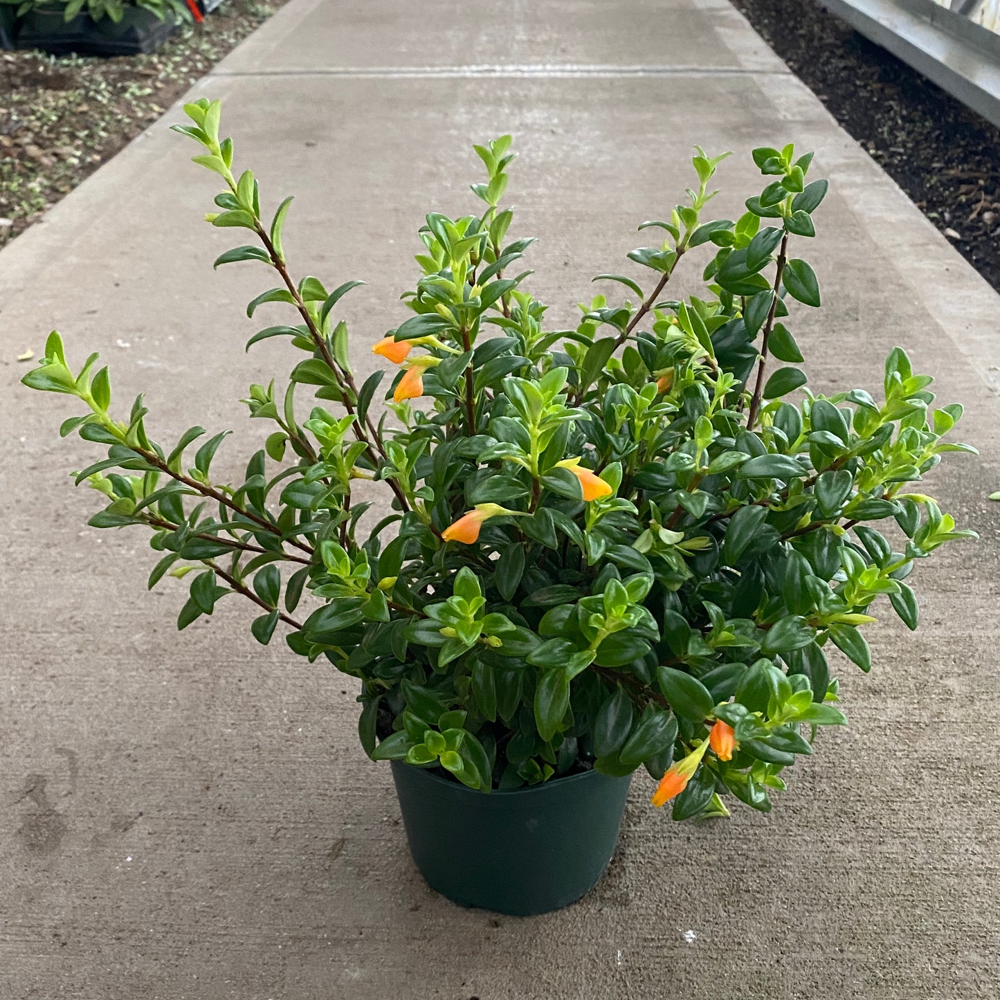6" goldfish plant