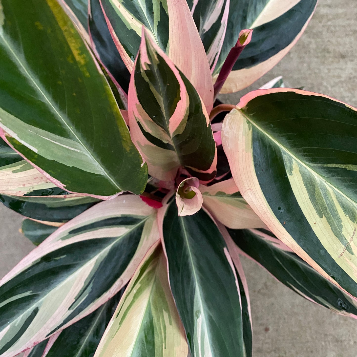 6" stromanthe trio star