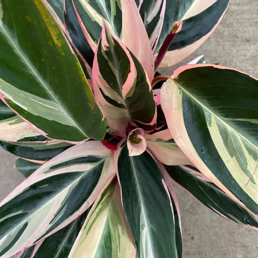 6" stromanthe trio star