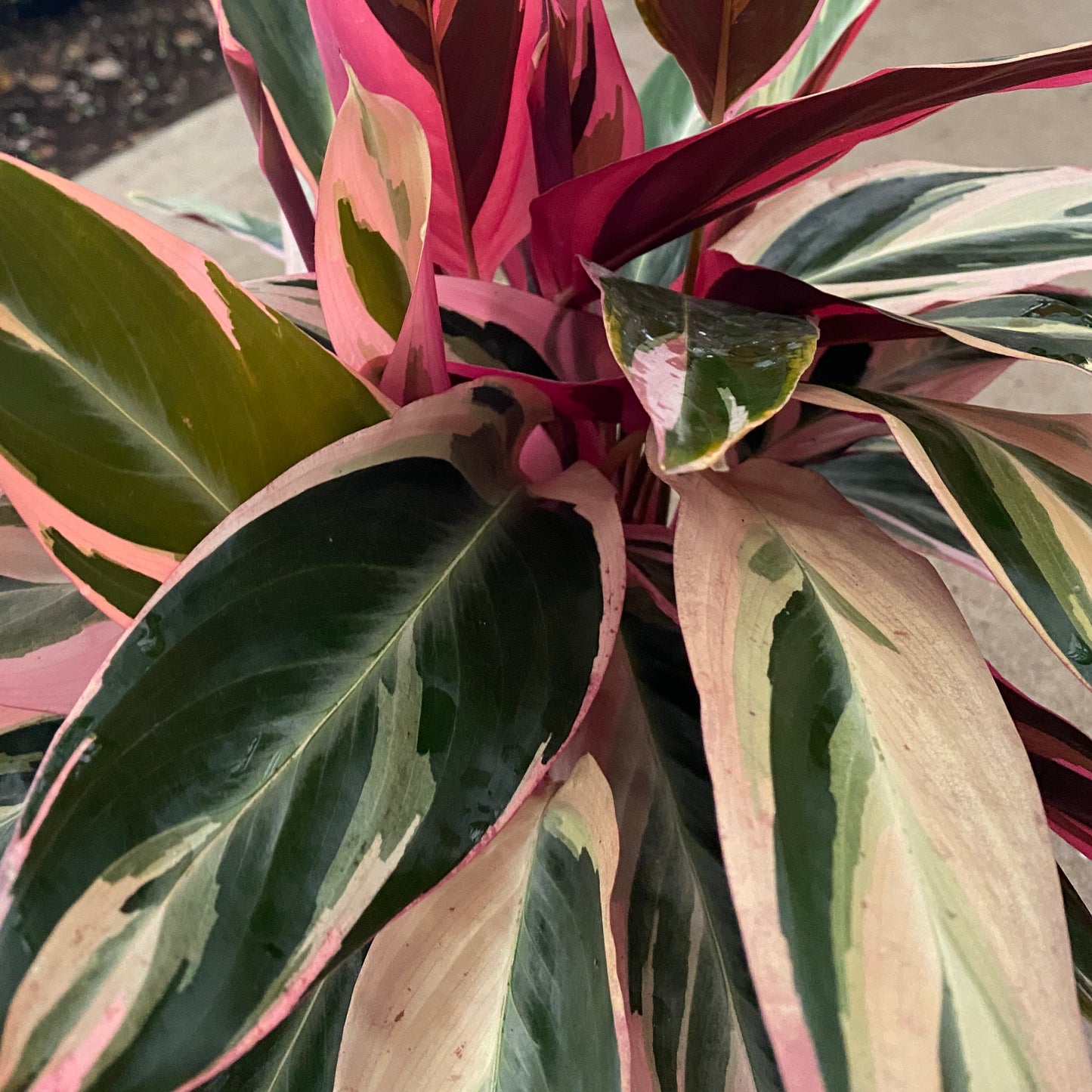 6" stromanthe trio star