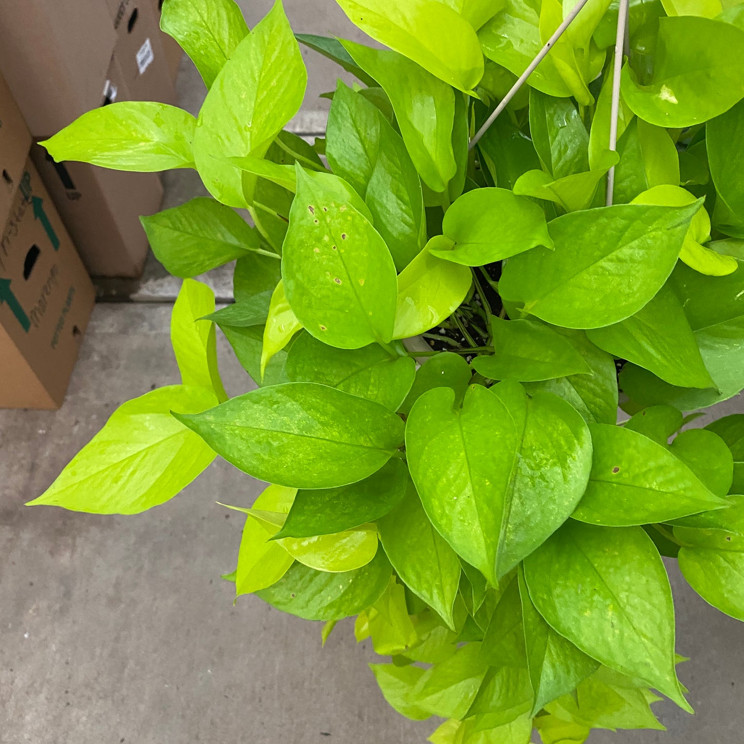 8" pothos neon
