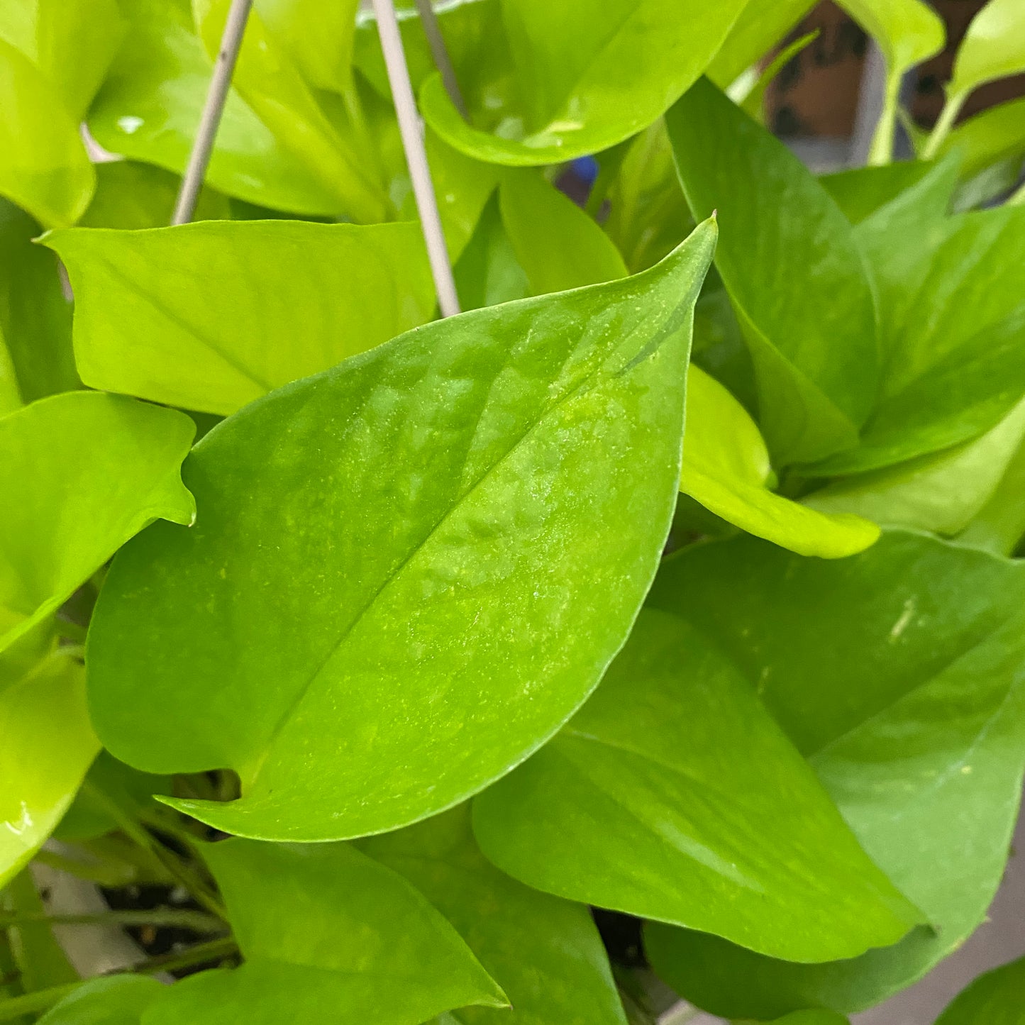 8" pothos neon
