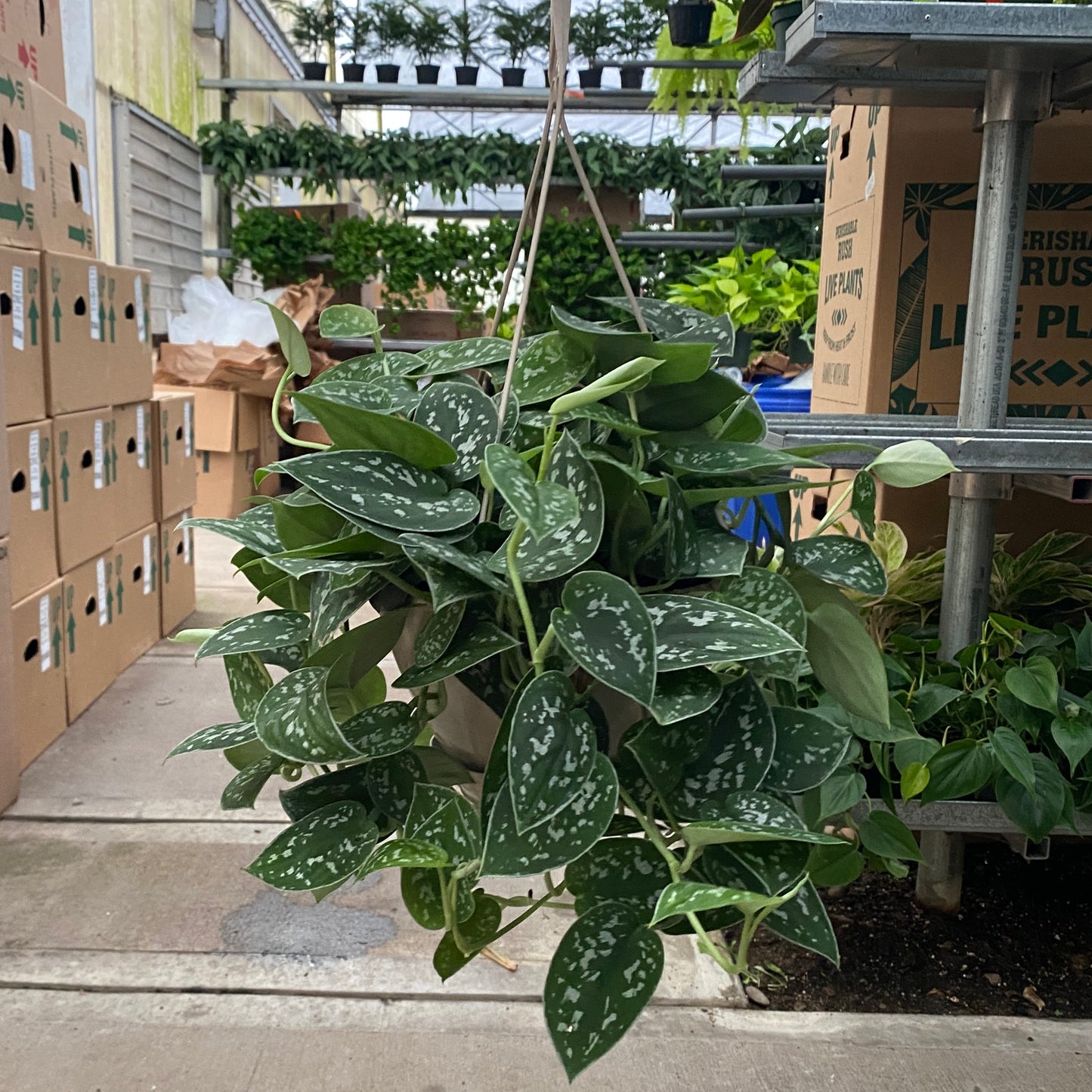 8" scindapsus silver ann