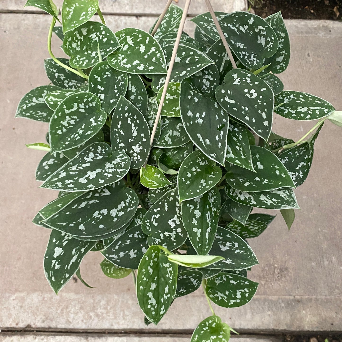 8" scindapsus silver ann