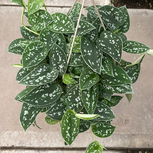 8" scindapsus silver ann