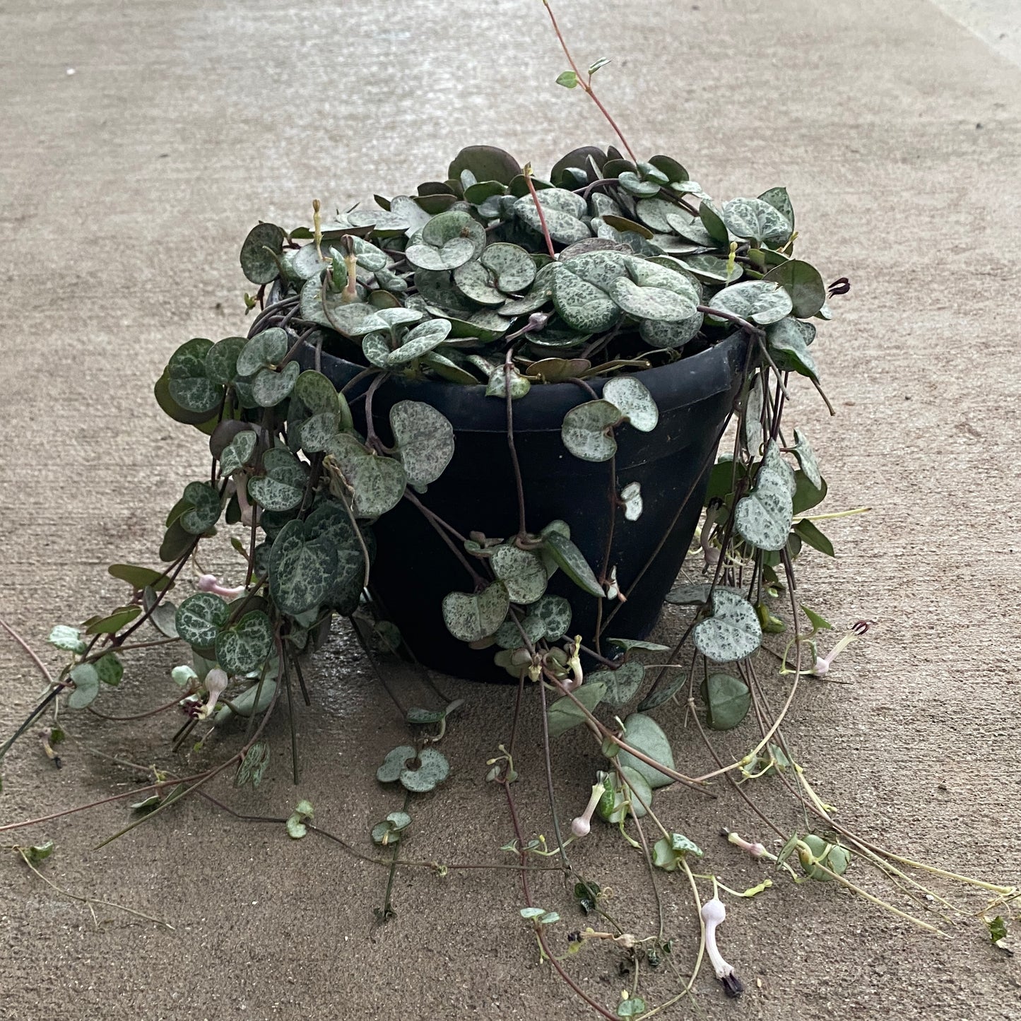 6" silver string of hearts