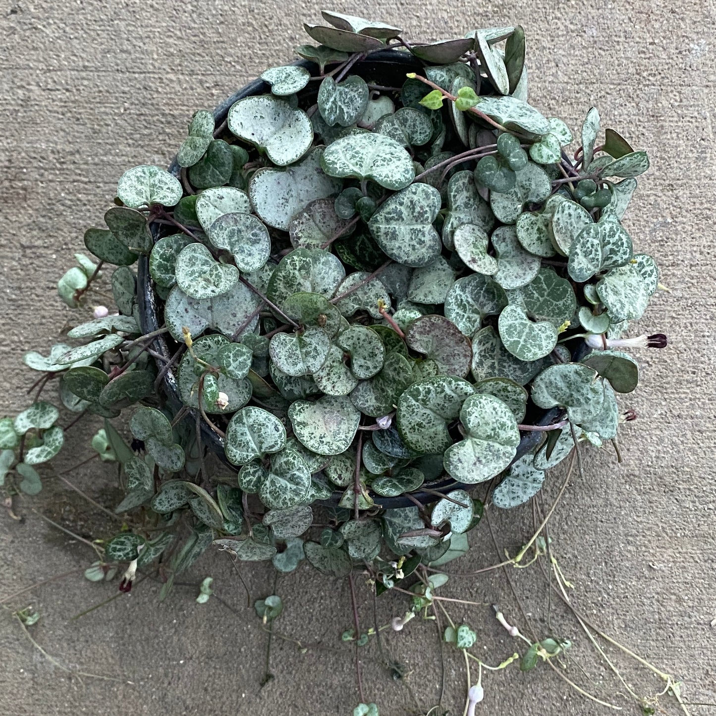 6" silver string of hearts