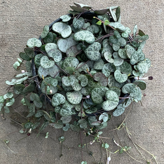 6" silver string of hearts