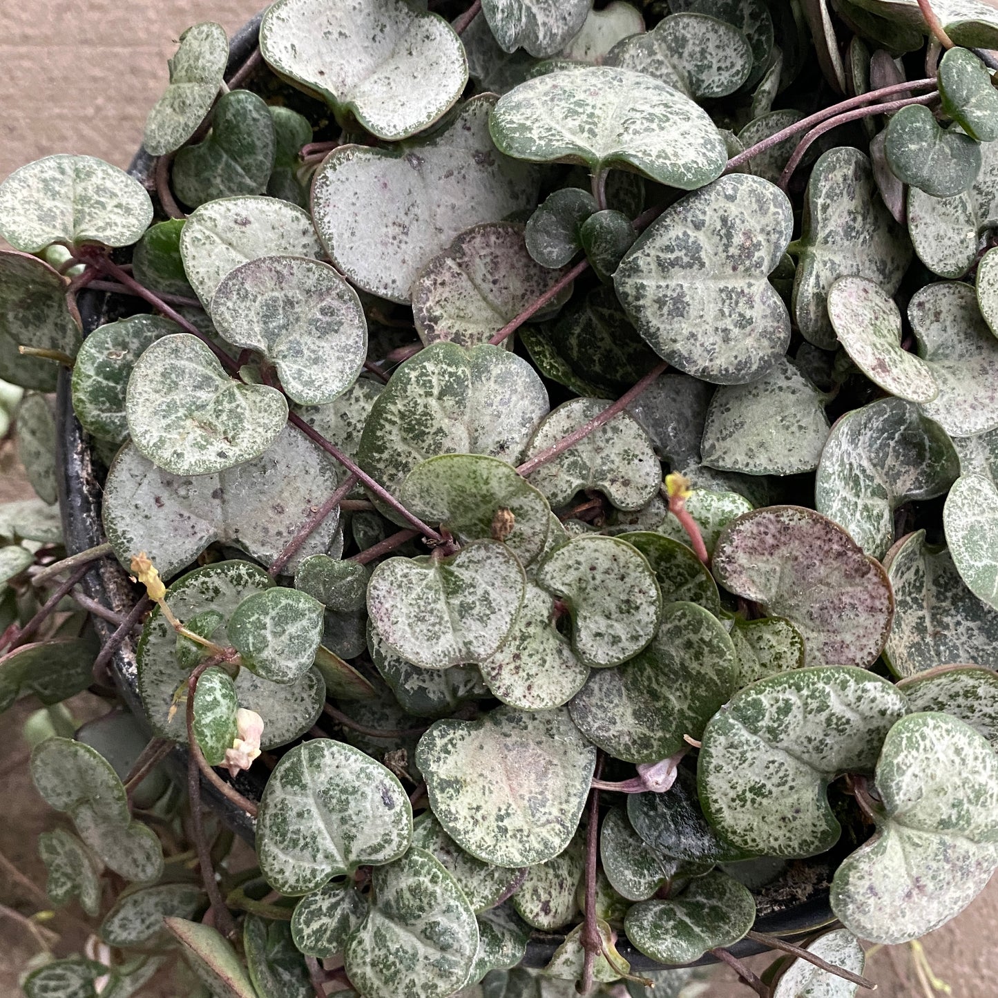 6" silver string of hearts