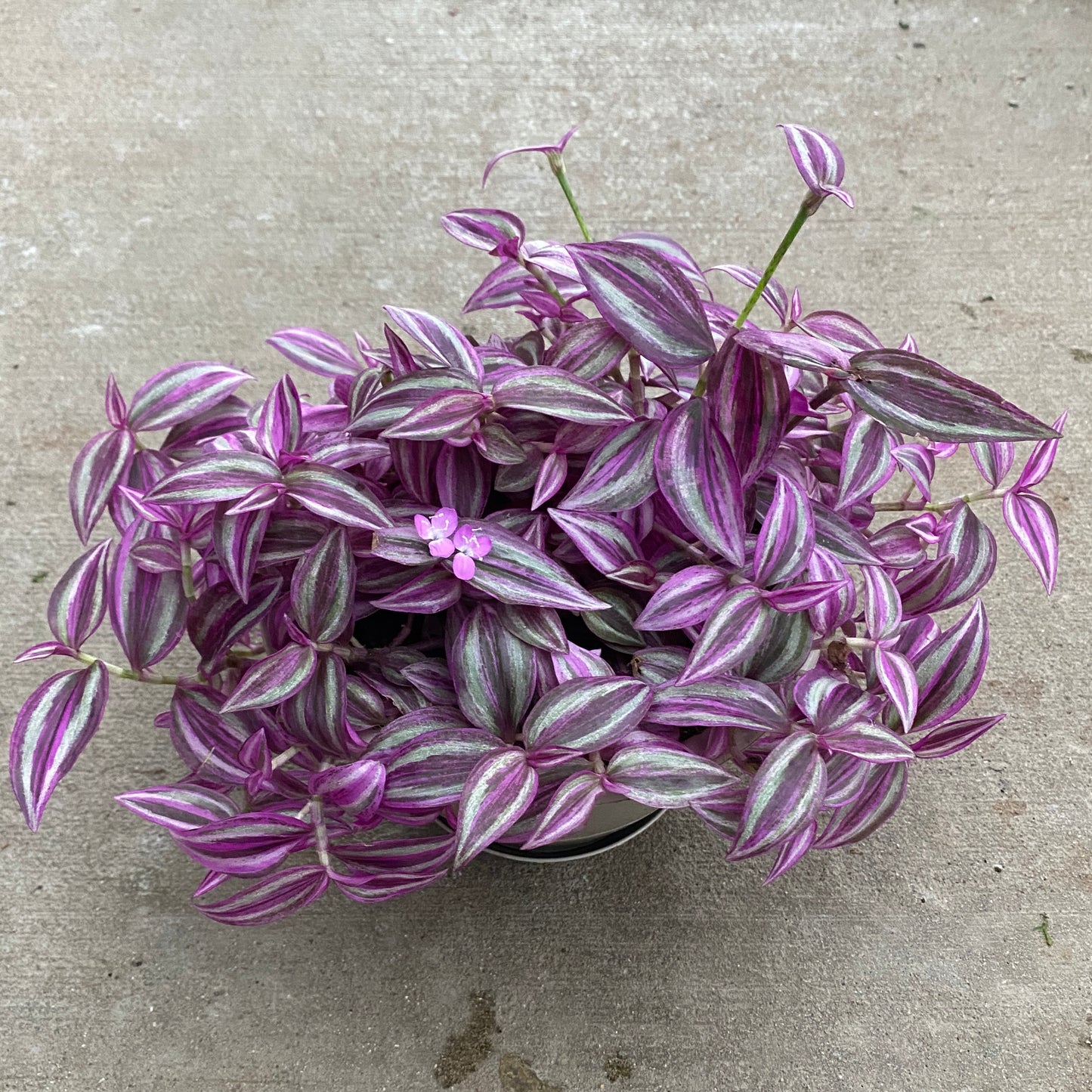 6" tradescantia pink paradise